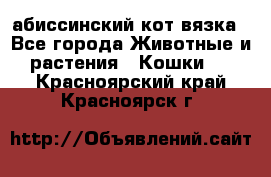 абиссинский кот вязка - Все города Животные и растения » Кошки   . Красноярский край,Красноярск г.